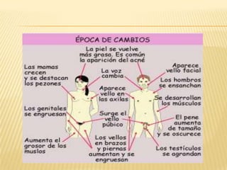 La pubertad y adolescencia