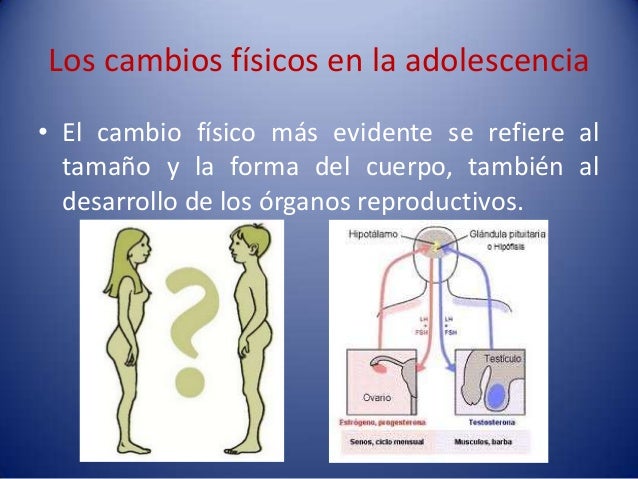 La pubertad y la adolescencia