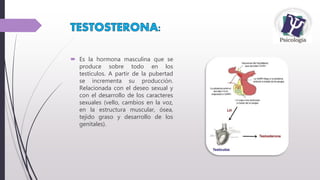  Es la hormona masculina que se
produce sobre todo en los
testículos. A partir de la pubertad
se incrementa su producción.
Relacionada con el deseo sexual y
con el desarrollo de los caracteres
sexuales (vello, cambios en la voz,
en la estructura muscular, ósea,
tejido graso y desarrollo de los
genitales).
 