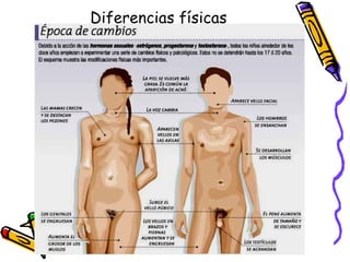 Diferencias físicas 