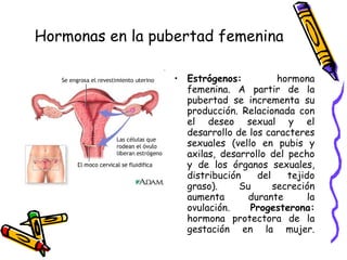 Hormonas en la pubertad femenina Estrógenos:  hormona femenina. A partir de la pubertad se incrementa su producción. Relacionada con el deseo sexual y el desarrollo de los caracteres sexuales (vello en pubis y axilas, desarrollo del pecho y de los órganos sexuales, distribución del tejido graso). Su secreción aumenta durante la ovulación.  Progesterona:  hormona protectora de la gestación en la mujer. 