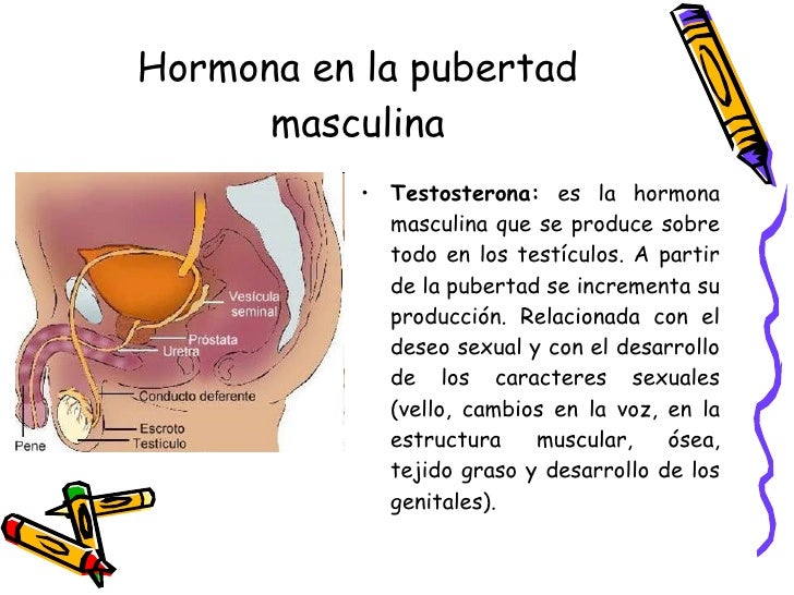 Los aumentos del pecho el ejercicio