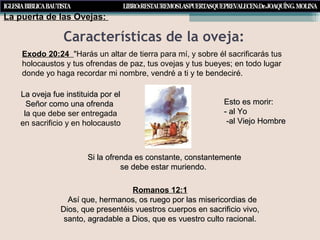 Características de la oveja:
Exodo 20:24 "Harás un altar de tierra para mí, y sobre él sacrificarás tus
holocaustos y tus ofrendas de paz, tus ovejas y tus bueyes; en todo lugar
donde yo haga recordar mi nombre, vendré a ti y te bendeciré.
La oveja fue instituida por elLa oveja fue instituida por el
Señor como una ofrendaSeñor como una ofrenda
lla que debe ser entregada
en sacrificio y en holocausto
Esto es morir:Esto es morir:
- al Yo- al Yo
-al Viejo Hombre-al Viejo Hombre
Si la ofrenda es constante, constantementeSi la ofrenda es constante, constantemente
se debe estar muriendo.se debe estar muriendo.
Romanos 12:1
Así que, hermanos, os ruego por las misericordias deAsí que, hermanos, os ruego por las misericordias de
Dios, que presentéis vuestros cuerpos en sacrificio vivo,Dios, que presentéis vuestros cuerpos en sacrificio vivo,
santo, agradable a Dios, que es vuestro culto racional.santo, agradable a Dios, que es vuestro culto racional.
La puerta de las Ovejas:
 