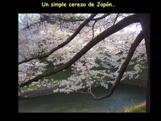 Un simple cerezo de Japón…
 