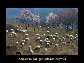 Admira la paz que solemos destruir
 