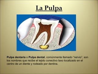 La Pulpa




Pulpa dentaria o Pulpa dental, comúnmente llamado “nervio”, son
los nombres que recibe el tejido conectivo la...