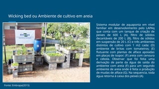 Wicking bed ou Ambiente de cultivo em areia
Sistema modular de aquaponia em nível
familiar em desenvolvimento pelo LAPAq
que conta com um tanque de criação de
peixes de 600 L (A), filtro de sólidos
decantáveis de 200 L (B), filtro de sólidos
em suspensão de 20 L (C) e três ambientes
distintos de cultivo com 1 m2 cada: (D)
ambiente de britas com tomateiros; (E)
flutuante com plantas de alface apoiadas
em placas de isopor; (F) areia com cenoura
e cebola. Observar que foi feita uma
derivação de parte da água de saída do
ambiente com areia (F) para um segundo
ambiente de areia onde é feita a produção
de mudas de alface (G). Na sequencia, toda
água retorna à caixa dos peixes (A).
Fonte: Embrapa(2015)
 