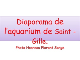 Diaporama de
l’aquarium de Saint -
Gille.
Photo Hoareau Florent Serge
 