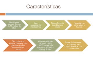 Características
Son arboles
grandes de mas
de 10 metros de
altura

Sus hojas son
ovales, planas y con
grandes nervios,
terminadas en
punta

Son
angiosperma
dicotiledónea

Tienen flores de
color blanco o
rosado

Viven en altitudes
de entre 1000 y
3000 metros, en
Colombia, Ecuador,
Perú y Bolivia.

Necesitan un
clima cálido y
lluvioso

Posee frutos secos
en cápsula, de
forma cilíndrica, con
3 o 4 semillas

 