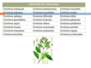 ESPECIES DE CHINCHONA
Cinchona antioquiae

Cinchona barbacoensis

Cinchona micrantha

Cinchona boliviana

Cinchona lucumifolia

Cinchona mutisii

Cinchona calisaya

Cinchona officinalis

Cinchona nitida

Cinchona glandulifera

Cinchona fruticosa

Cinchona pitayensis

Cinchona capuli

Cinchona villosa

Cinchona parabolica

Cinchona hirsuta

Cinchona macrocalyx

Cinchona pyrifolia

Cinchona krauseana

Cinchona pubescens

Cinchona rugosa

Cinchona lancifolia

Cinchona scrobiculata

 