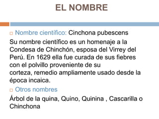 EL NOMBRE
Nombre científico: Cinchona pubescens
Su nombre científico es un homenaje a la
Condesa de Chinchón, esposa del Virrey del
Perú. En 1629 ella fue curada de sus fiebres
con el polvillo proveniente de su
corteza, remedio ampliamente usado desde la
época incaica.
 Otros nombres
Árbol de la quina, Quino, Quinina , Cascarilla o
Chinchona


 