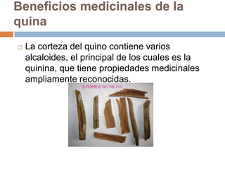 Beneficios medicinales de la
quina


La corteza del quino contiene varios
alcaloides, el principal de los cuales es la
quinina, que tiene propiedades medicinales
ampliamente reconocidas.

 