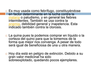 

Es muy usada como febrífugo, constituyéndose
en factor determinante en la lucha contra la
malaria o paludismo, y en general las fiebres
intermitentes. También se usa contra la
anemia, debilidad general y inapetencia. Esta
indicado también contra la clorosis.



La quina pues la podemos comprar en líquido o la
corteza del quino para que la tomemos de la
forma que mejor nos convenga. A pesar de todo
será igual de beneficiosa de una u otra manera.



Hoy día está en peligro de extinción. Debido a su
gran valor medicinal ha sido
sobreexplotado, quedando pocos ejemplares.

 