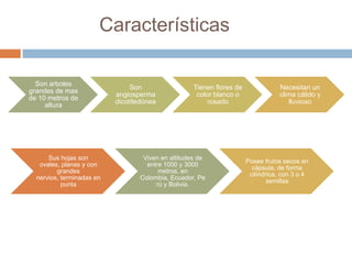 Características
Son arboles
grandes de mas
de 10 metros de
altura

Sus hojas son
ovales, planas y con
grandes
nervios, terminadas en
punta

Son
angiosperma
dicotiledónea

Tienen flores de
color blanco o
rosado

Viven en altitudes de
entre 1000 y 3000
metros, en
Colombia, Ecuador, Pe
rú y Bolivia.

Necesitan un
clima cálido y
lluvioso

Posee frutos secos en
cápsula, de forma
cilíndrica, con 3 o 4
semillas

 
