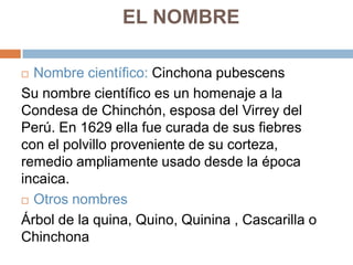 EL NOMBRE
Nombre científico: Cinchona pubescens
Su nombre científico es un homenaje a la
Condesa de Chinchón, esposa del Virrey del
Perú. En 1629 ella fue curada de sus fiebres
con el polvillo proveniente de su corteza,
remedio ampliamente usado desde la época
incaica.
 Otros nombres
Árbol de la quina, Quino, Quinina , Cascarilla o
Chinchona


 