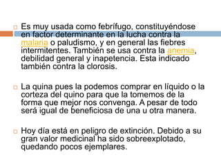 

Es muy usada como febrífugo, constituyéndose
en factor determinante en la lucha contra la
malaria o paludismo, y en general las fiebres
intermitentes. También se usa contra la anemia,
debilidad general y inapetencia. Esta indicado
también contra la clorosis.



La quina pues la podemos comprar en líquido o la
corteza del quino para que la tomemos de la
forma que mejor nos convenga. A pesar de todo
será igual de beneficiosa de una u otra manera.



Hoy día está en peligro de extinción. Debido a su
gran valor medicinal ha sido sobreexplotado,
quedando pocos ejemplares.

 