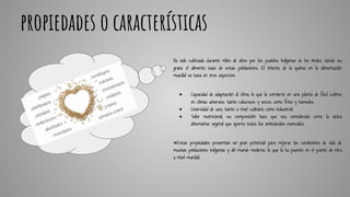 propiedades o características
Ha sido cultivada durante miles de años por los pueblos indígenas de los Andes, siendo su
grano el alimento base de estas poblaciones. El interés de la quinoa en la alimentación
mundial se basa en tres aspectos:
● Capacidad de adaptación al clima; lo que la convierte en una planta de fácil cultivo
en climas adversos. tanto calurosos y secos, como fríos y húmedos.
● Diversidad de uso; tanto a nivel culinario como industrial.
● Valor nutricional; su composición hace que sea considerada como la única
alternativa vegetal que aporta todos los aminoácidos esenciales.
●Estas propiedades presentan un gran potencial para mejorar las condiciones de vida de
muchas poblaciones indígenas y del mundo moderno, lo que la ha puesto en el punto de mira
a nivel mundial.
 