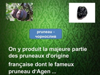 On y produit la majeure partie
des pruneaux d'origine
française dont le fameux
pruneau d’Agen ...
рruneau -
чорнослив
 