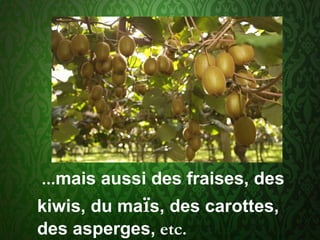 ...mais aussi des fraises, des
kiwis, du maïs, des carottes,
des asperges, etc.
 