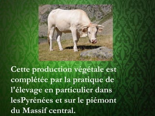 Cette production végétale est
complétée par la pratique de
l'élevage en particulier dans
lesPyrénées et sur le piémont
du Massif central.
 