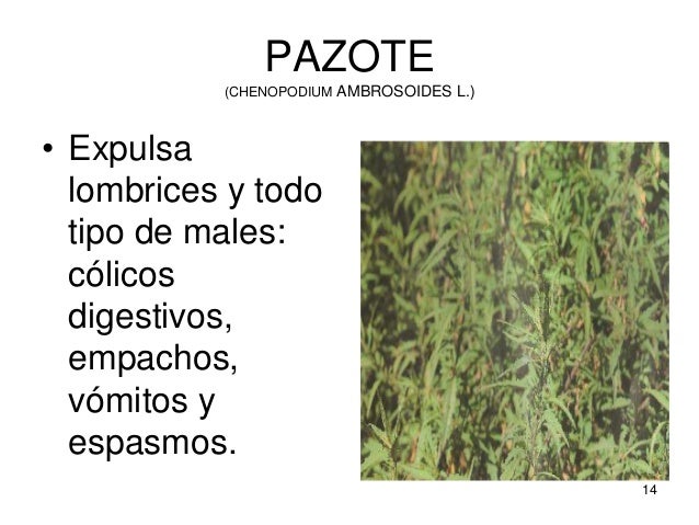 Sobre la espalda las manchas rojas de los granos sobre la persona