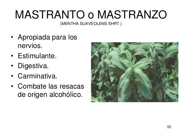 La química de las plantas presentación La química de las plantas presentación