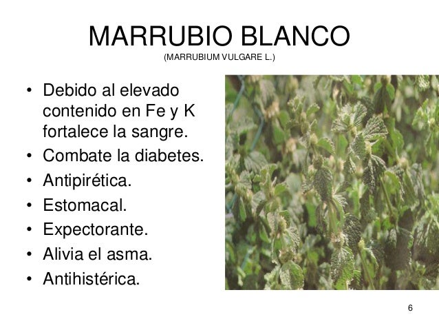 La química de las plantas presentación