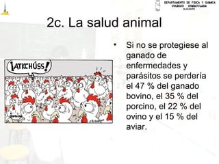 2c. La salud animal
• Si no se protegiese al
ganado de
enfermedades y
parásitos se perdería
el 47 % del ganado
bovino, el 35 % del
porcino, el 22 % del
ovino y el 15 % del
aviar.
 