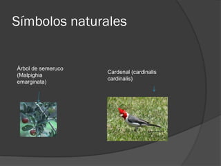 Símbolos naturales


Árbol de semeruco
                    Cardenal (cardinalis
(Malpighia
                    cardinalis)
emarginata)
 