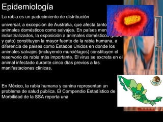 Epidemiología
La rabia es un padecimiento de distribución
universal, a excepción de Australia, que afecta tanto a
animales domésticos como salvajes. En países menos
industrializados, la exposición a animales domésticos (perro
y gato) constituyen la mayor fuente de la rabia humana, a
diferencia de países como Estados Unidos en donde los
animales salvajes (incluyendo murciélagos) constituyen el
reservorio de rabia más importante. El virus se excreta en el
animal infectado durante cinco días previos a las
manifestaciones clínicas.
En México, la rabia humana y canina representan un
problema de salud pública. El Compendio Estadístico de
Morbilidad de la SSA reporta una tasa de 0.03/100 000
habitantes, para 1994.
 