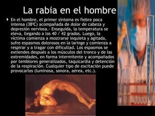 La rabia en el hombre
 En el hombre, el primer síntoma es fiebre poca
intensa (380
C) acompañada de dolor de cabeza y
depresión nerviosa.- Enseguida, la temperatura se
eleva, llegando a los 40 / 42 grados. Luego, la
víctima comienza a mostrarse inquieta y agitada,
sufre espasmos dolorosos en la laringe y comienza a
respirar y a tragar con dificultad. Los espasmos se
extiendes después a los músculos del tronco y de las
extremidades, en forma intermitente y acompañados
por temblores generalizados, taquicardia y detención
de la respiración. Cualquier tipo de excitación puede
provocarlos (luminosa, sonora, aérea, etc.).
 