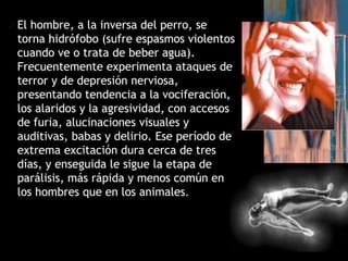  El hombre, a la inversa del perro, se
torna hidrófobo (sufre espasmos violentos
cuando ve o trata de beber agua).
Frecuentemente experimenta ataques de
terror y de depresión nerviosa,
presentando tendencia a la vociferación,
los alaridos y la agresividad, con accesos
de furia, alucinaciones visuales y
auditivas, babas y delirio. Ese período de
extrema excitación dura cerca de tres
días, y enseguida le sigue la etapa de
parálisis, más rápida y menos común en
los hombres que en los animales.
 
