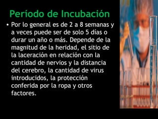 Período de Incubación
• Por lo general es de 2 a 8 semanas y
a veces puede ser de solo 5 días o
durar un año o más. Depende de la
magnitud de la heridad, el sitio de
la laceración en relación con la
cantidad de nervios y la distancia
del cerebro, la cantidad de virus
introducidos, la protección
conferida por la ropa y otros
factores.
 