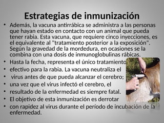 Estrategias de inmunización
• Además, la vacuna antirrábica se administra a las personas
que hayan estado en contacto con un animal que pueda
tener rabia. Esta vacuna, que requiere cinco inyecciones, es
el equivalente al "tratamiento posterior a la exposición".
Según la gravedad de la mordedura, en ocasiones se la
combina con una dosis de inmunoglobulinas rábicas.
• Hasta la fecha, representa el único tratamiento
• efectivo para la rabia. La vacuna neutraliza el
• virus antes de que pueda alcanzar el cerebro;
• una vez que el virus infectó el cerebro, el
• resultado de la enfermedad es siempre fatal.
• El objetivo de esta inmunización es derrotar
• con rapidez al virus durante el período de incubación de la
enfermedad.
 