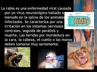 La rabia es una enfermedad viral causada
por un virus neurotrópico hallado a
menudo en la saliva de los animales
infectados. Se caracteriza por una
irritación en los sistemas nerviosos
centrales, seguida de parálisis y
muerte, Las heridas por mordedura en
la cara, la cabeza, el cuello o las manos
deben tomarse muy seriamente.
 