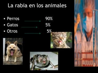 La rabia en los animales
• Perros 90%
• Gatos 5%
• Otros 5%
 