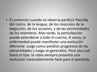 Es entonces cuando se observa parálisis fláccida del rostro, de la lengua, de los músculos de la deglución, de los oculares, y de las extremidades de los miembros. Más tarde, la perturbación puede extenderse a todo el cuerno. A veces, la enfermedad puede manifestar una evolución diferente: surge como parálisis progresiva de las extremidades y luego se generaliza. Pero sea cual fuere el tipo. la rabia siempre presenta una evolución inexorablemente fatal para el paciente. 