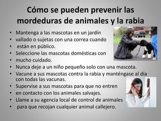 Cómo se pueden prevenir las mordeduras de animales y la rabia Mantenga a las mascotas en un jardín  vallado o sujetas con una correa cuando están en público.  Seleccione las mascotas domésticas con  mucho cuidado.  Nunca deje a un niño pequeño solo con una mascota.  Vacune a sus mascotas contra la rabia y manténgase al día con todas las vacunas.  Supervise a sus mascotas para que no entren  en contacto con los animales salvajes.  Llame a su agencia local de control de animales para que recojan cualquier animal callejero.  