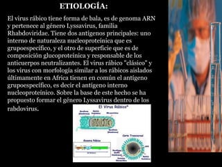 ETIOLOGÍA: El virus rábico tiene forma de bala, es de genoma ARN y pertenece al género Lyssavirus, familia Rhabdoviridae. Tiene dos antígenos principales: uno interno de naturaleza nucleoproteínica que es grupoespecífico, y el otro de superficie que es de composición glucoproteínica y responsable de los anticuerpos neutralizantes. El virus rábico "clásico" y los virus con morfología similar a los rábicos aislados últimamente en Africa tienen en común el antígeno grupoespecífico, es decir el antígeno interno nucleoproteínico. Sobre la base de este hecho se ha propuesto formar el género Lyssavirus dentro de los rabdovirus .  