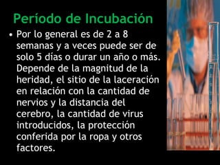 Período de Incubación Por lo general es de 2 a 8 semanas y a veces puede ser de solo 5 días o durar un año o más. Depende de la magnitud de la heridad, el sitio de la laceración en relación con la cantidad de nervios y la distancia del cerebro, la cantidad de virus introducidos, la protección conferida por la ropa y otros factores. 