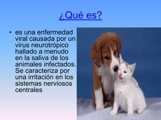¿Qué es?
• es una enfermedad
viral causada por un
virus neurotrópico
hallado a menudo
en la saliva de los
animales infectados.
Se caracteriza por
una irritación en los
sistemas nerviosos
centrales