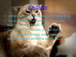 En gatos
• generalmente buscan reposo y oscuridad.
• Se oculta en un escondrijo, y a veces,
sólo es sacado de allí muerto.
• Cuando es provocado, puede atacar.
• La muerte sobreviene una semana
después de los primeros síntomas.