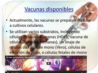 Vacunas disponibles
• Actualmente, las vacunas se preparan en base
a cultivos celulares.
• Se utilizan varios substratos, incluyendo
células diploides humanas (HDCV, vacuna de
células diploides humanas), un linaje de
células de riñón de mono (Vero), células de
embrión de pollo, o células fetales de mono
