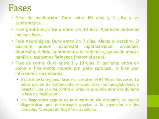 Fases
• Fase de incubación: Dura entre 60 días y 1 año y es
asintomática.
• Fase prodrómica: Dura entre 2 y 10 días. Aparecen síntomas
inespecíficos.
• Fase neurológica: Dura entre 2 y 7 días. Afecta al cerebro. El
paciente puede manifestar hiperactividad, ansiedad,
depresión, delirio, sentimientos de violencia, ganas de atacar,
parálisis, espasmos faríngeos (horror al agua).
• Fase de coma: Dura entre 1 y 10 días. El paciente entra en
coma y finalmente muere por paro cardíaco, o bien por
infecciones secundarias.
• A partir de la segunda fase, es mortal en el 99,9% de los casos. La
única opción de tratamiento es suministrar inmunoglobulinas e
inyectar una vacuna contra el virus, lo que sólo es eficaz durante
la fase de incubación.
• Un diagnostico seguro es post-mortem. No obstante, se puede
diagnosticar por microscopía gracias a la aparición de los
llamados “cuerpos de Negri” en las células.
 