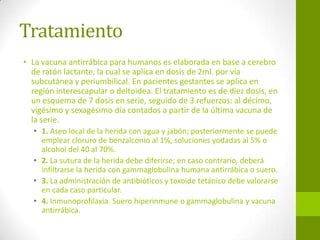 Tratamiento
• La vacuna antirrábica para humanos es elaborada en base a cerebro
de ratón lactante, la cual se aplica en dosis de 2ml. por vía
subcutánea y periumbilical. En pacientes gestantes se aplica en
región interescapular o deltoidea. El tratamiento es de diez dosis, en
un esquema de 7 dosis en serie, seguido de 3 refuerzos: al décimo,
vigésimo y sexagésimo día contados a partir de la última vacuna de
la serie.
• 1. Aseo local de la herida con agua y jabón; posteriormente se puede
emplear cloruro de benzalconio al 1%, soluciones yodadas al 5% o
alcohol del 40 al 70%.
• 2. La sutura de la herida debe diferirse; en caso contrario, deberá
infiltrarse la herida con gammaglobulina humana antirrábica o suero.
• 3. La administración de antibióticos y toxoide tetánico debe valorarse
en cada caso particular.
• 4. Inmunoprofilaxia. Suero hiperinmune o gammaglobulina y vacuna
antirrábica.
 