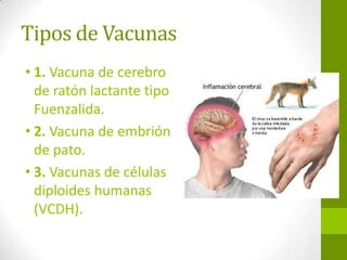 Tipos de Vacunas
• 1. Vacuna de cerebro
de ratón lactante tipo
Fuenzalida.
• 2. Vacuna de embrión
de pato.
• 3. Vacunas de células
diploides humanas
(VCDH).
 