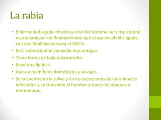 La rabia
• Enfermedad aguda infecciosa viral del sistema nervioso central
ocasionada por un Rhabdoviridae que causa encefalitis aguda
con una letalidad cercana al 100 %.
• Es la zoonosis viral conocida más antigua.
• Tiene forma de bala o bastoncillo
• Envoltura lipídica
• Ataca a mamíferos domésticos y salvajes.
• Se encuentra en la saliva y en las secreciones de los animales
infectados y se transmite al hombre a través de ataques o
mordeduras.
 