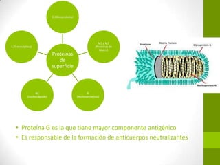 • Proteína G es la que tiene mayor componente antigénico
• Es responsable de la formación de anticuerpos neutralizantes
Proteínas
de
superficie
G (Glicoproteína)
M1 y M2
(Proteínas de
Matriz)
N
(Nucleoproteínas)
NC
(nucleocápside)
L (Transcriptasa)
 