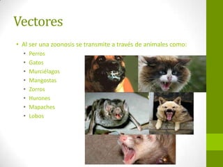 Vectores
• Al ser una zoonosis se transmite a través de animales como:
• Perros
• Gatos
• Murciélagos
• Mangostas
• Zorros
• Hurones
• Mapaches
• Lobos
 