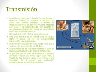 Transmisión
• La rabia se transmite a través de mordedura o
contacto directo de mucosas o heridas con
saliva del animal infectado. a través de
trasplante corneal de donante muerto infectado
por rabia y no diagnosticado, por aerosol en
cuevas contaminadas con guano de murciélagos
o en personal de laboratorio.
• No hay transmisión de humano a humano.
• Este virus también se ha identificado en sangre,
leche y orina; no se ha documentado
transmisión transplacentaria.
• El período de incubación varía desde cinco días a
un año, con un promedio de 20 días.
• Existe evidencia de replicación local del virus en
las células musculares en el sitio de la herida.
• Es posible que el virus se disemine al sistema
nervioso central sin previa replicación viral, a
través de los axones, hasta el encéfalo, a una
velocidad de 3 mm/h, con replicación
exclusivamente en el tejido neuronal.
 